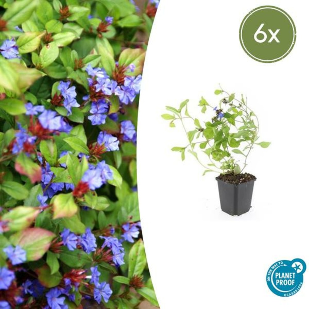 Plumbago de chine x6 – entre 0,38 et 0,5m2