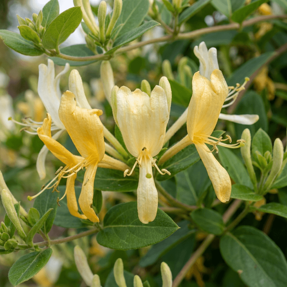 Chèvrefeuille du japon 'halliana' - grimpante persistante parfumée - plante d'extérieur - ø9cm