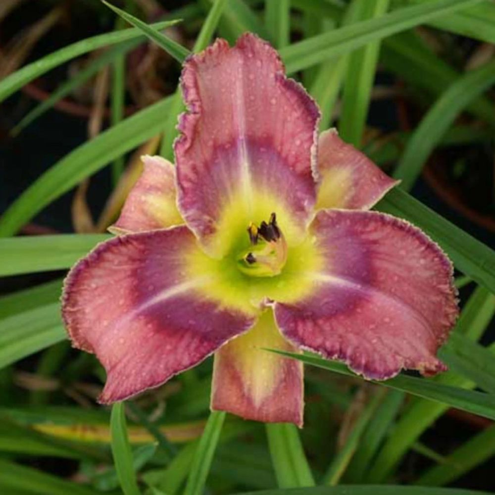 Hémérocalle mildred mitchell godet - 5/20 cm