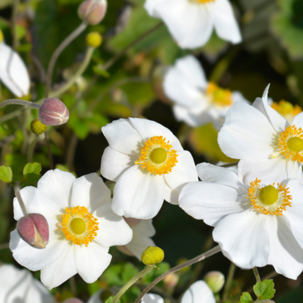 Anémone japonaise honorine jobert - 15/20 cm godet de 9 cm - blanc