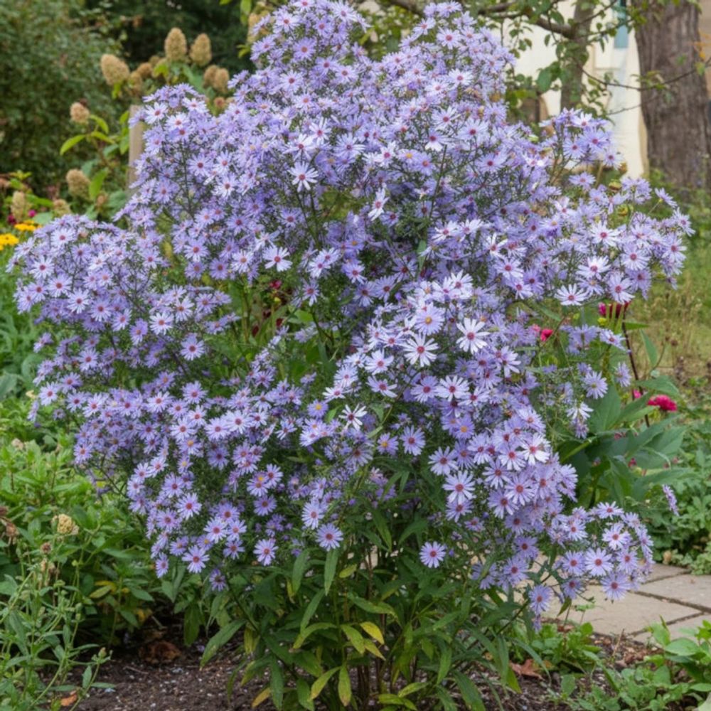 Aster d'automne little carlow lot de 5 godets