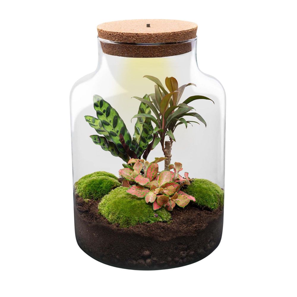 Terrarium à composer bouteille en verre recyclé - ø21-h30cm - sans outils - calathea fittonia - terrarium diy