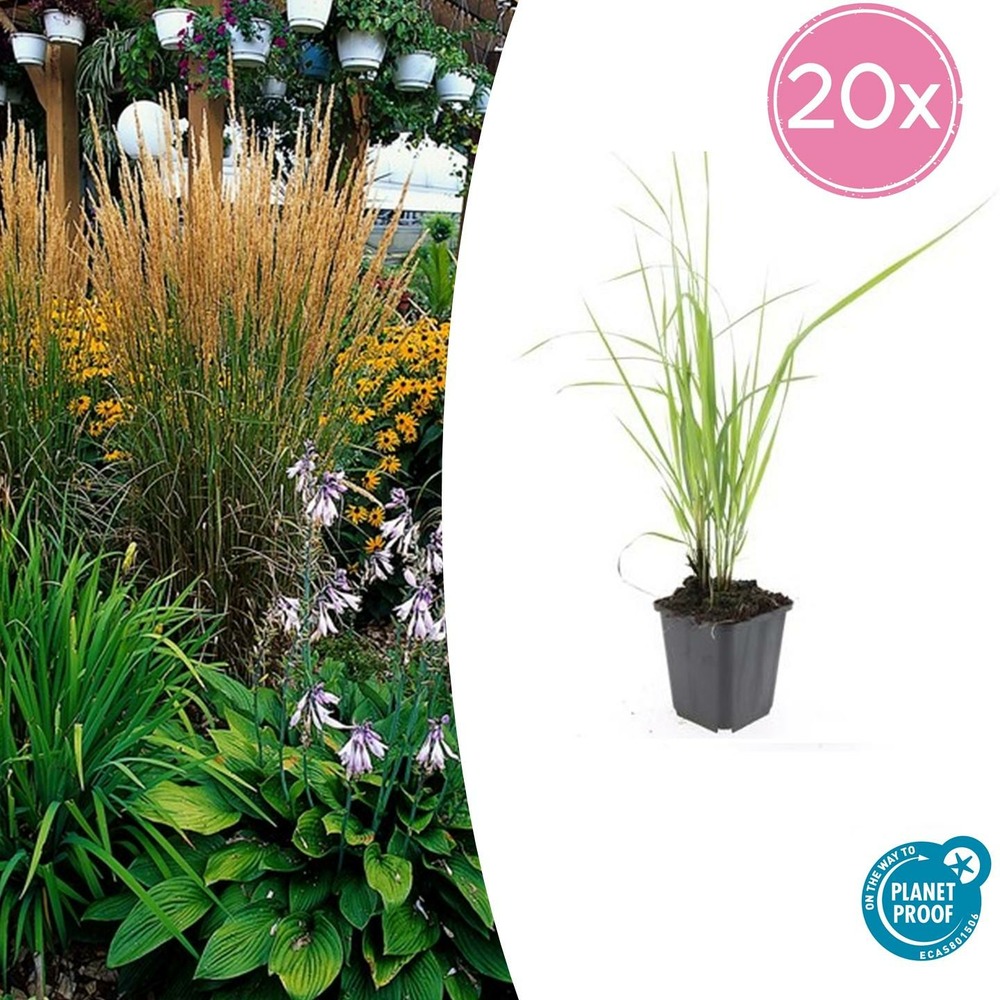 Calamagrostis acutiflora 'karl foerster' x20 – entre 1,25 et 1,67m2