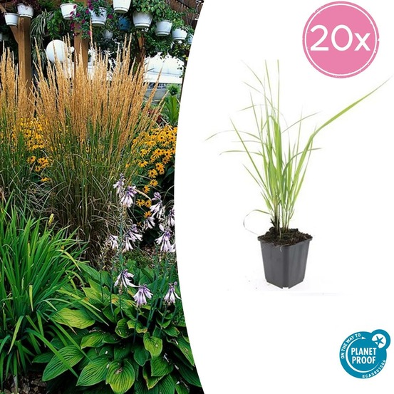 Calamagrostis acutiflora 'karl foerster' x20 – entre 1,25 et 1,67m2