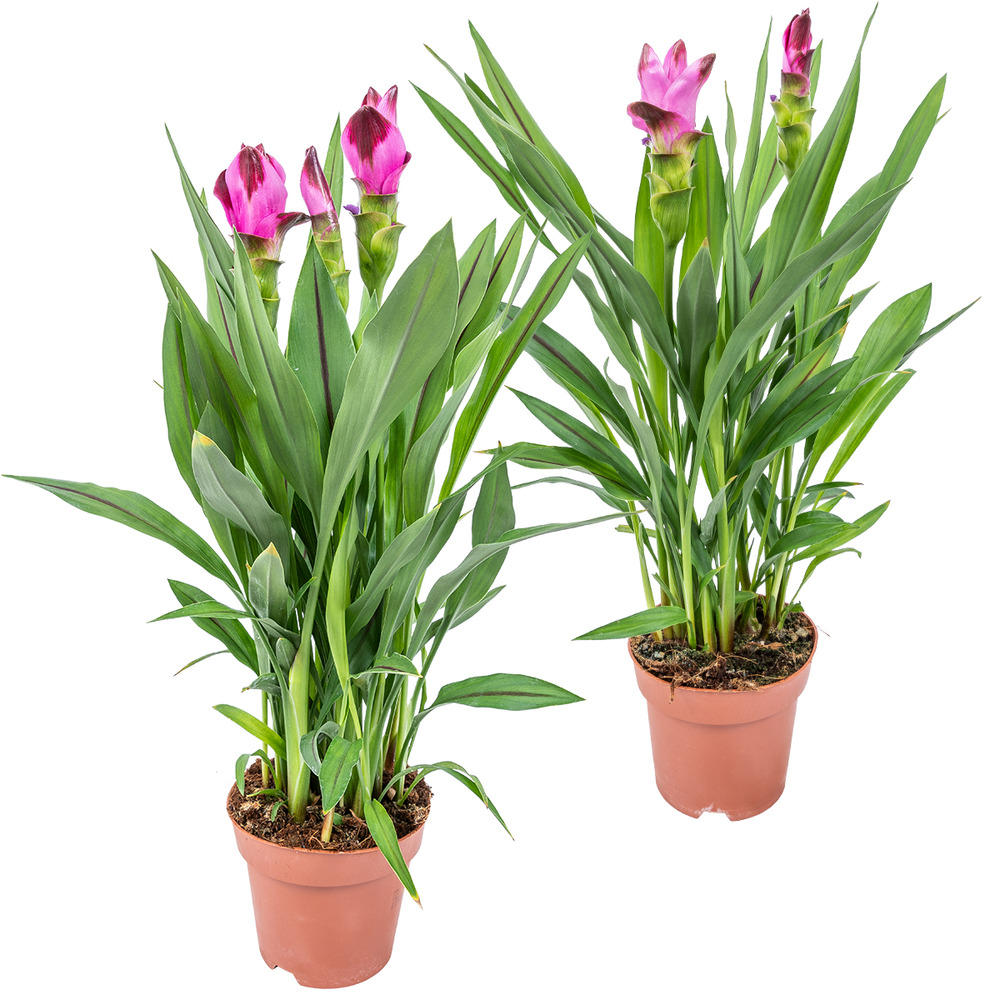 Curcuma siam - tulipe 2 pièces - pot pour plante d'extérieur et d'intérieur et pépinière ⌀14 cm - ↕50 cm