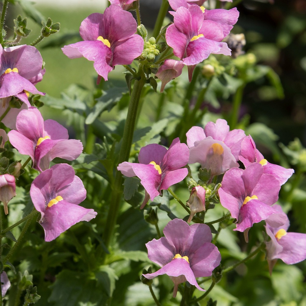 Némésie rose - le pot / ø 10,5cm