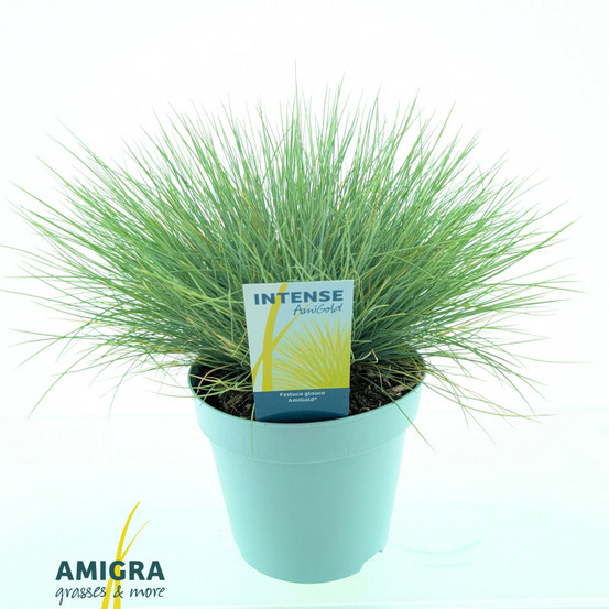 Fétuque bleue amigold - festuca glauca amigold 30/40 cm pot 2l