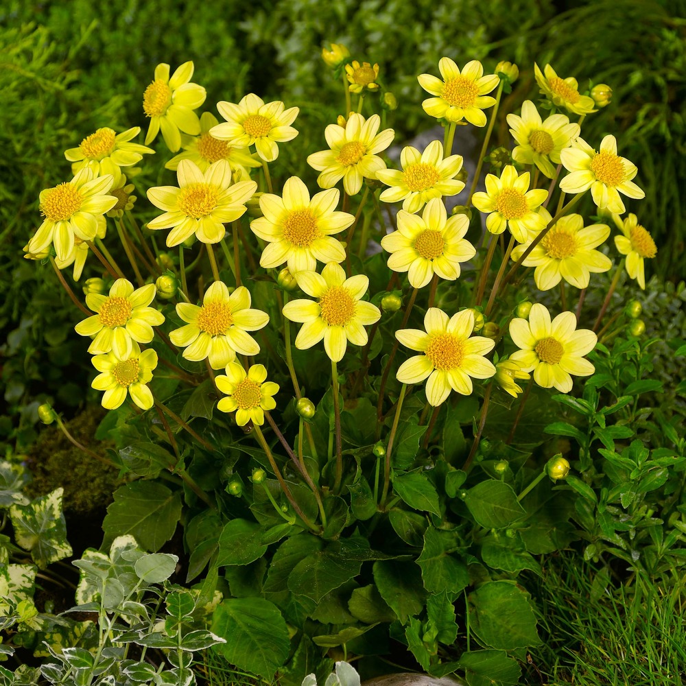 Dahlia nain simple 'topmix yellow' bulbe calibre i