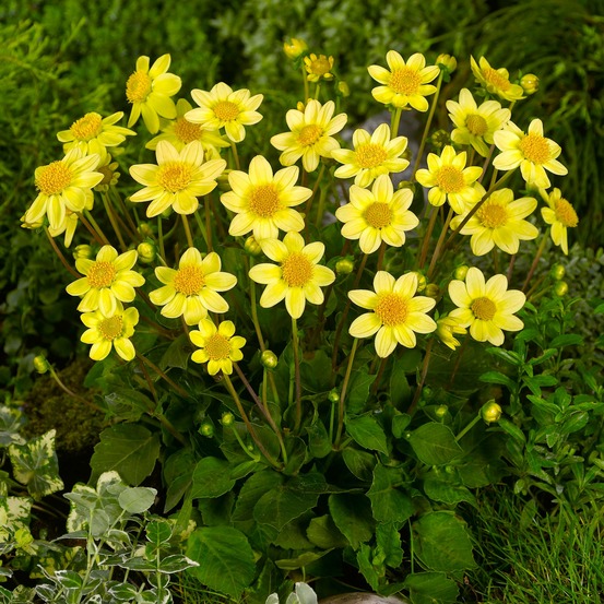 Dahlia nain simple 'topmix yellow' bulbe calibre i
