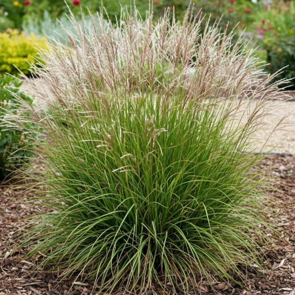 Miscanthus, roseau de chine cute one lot de 3 godets