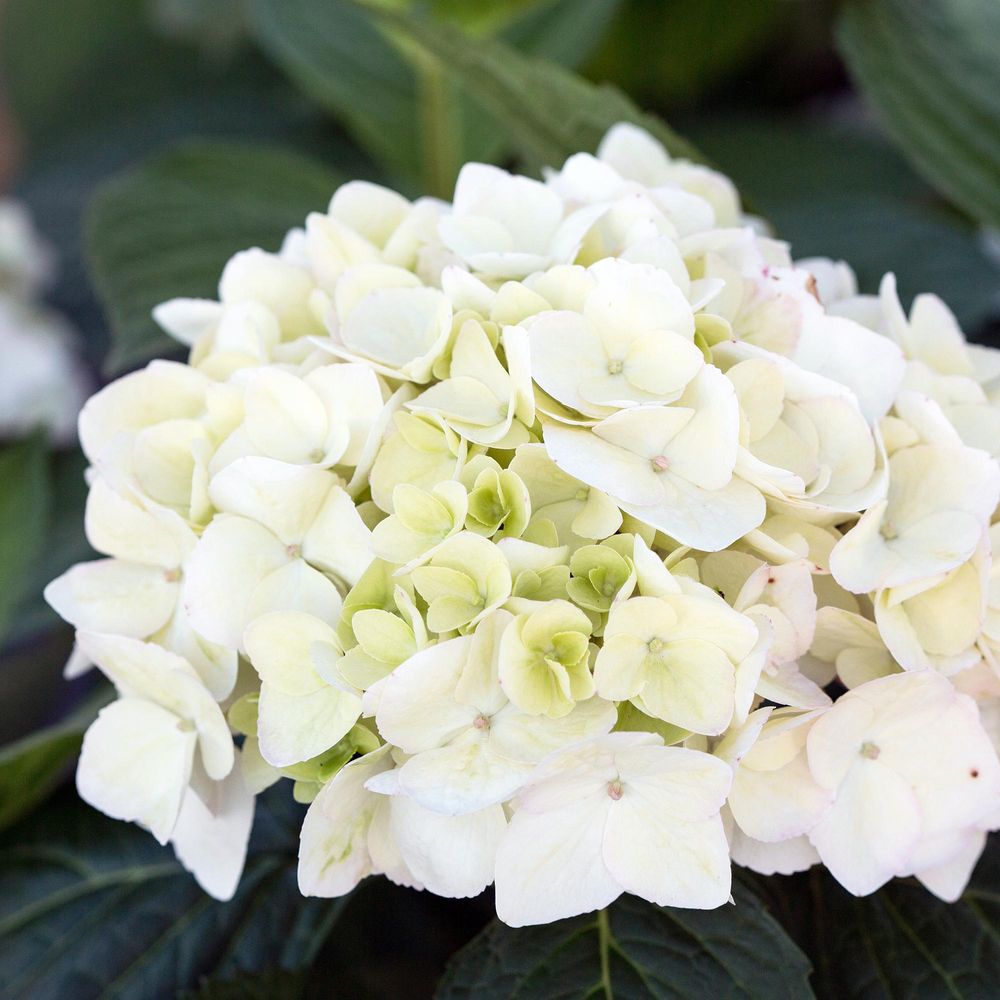 Hortensia 'endless summer the bride' - hortensia remontant - pot de 14cm - hauteur 20-25 cm - plante d'extérieur - lot de 2