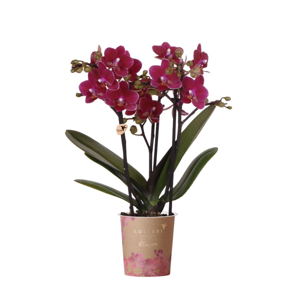 Orchidée phalaenopsis 'chamonix' violet bordeaux (phalaenopsis) - pot de 9cm - plantes d'intérieur