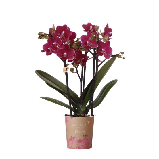 Orchidée phalaenopsis 'chamonix' violet bordeaux (phalaenopsis) - pot de 9cm - plantes d'intérieur
