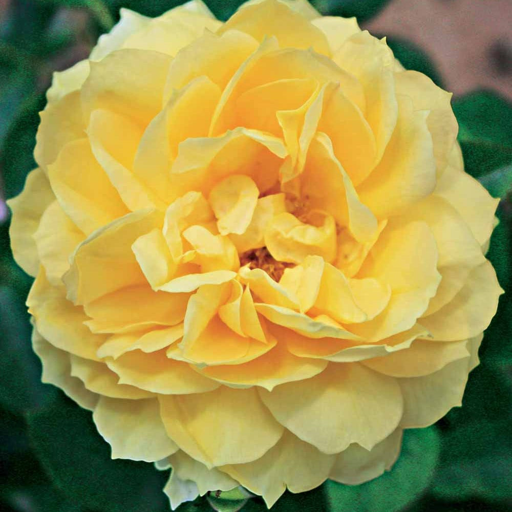 Rosier des îles bahama ® intercomham - la pièce en racine nue / 3+ branches, vendu par lot de 4