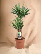 Plante d'intérieur - grand yucca 80cm