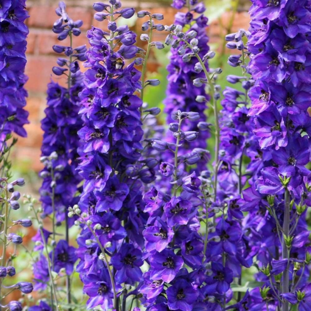 Pied-d'alouette blue bird godet - 5/20 cm