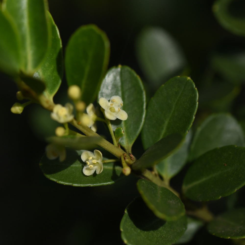 Houx crenata luxus sixpack - ilex crenata luxus sixpack godet 9cm