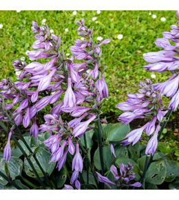 Hosta 'blue cadet' godet de 8/9 cm