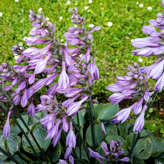 Hosta 'blue cadet' godet de 8/9 cm