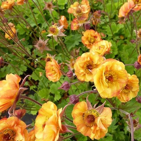 Benoite 'alabama slammer'® godet de 8/9 cm