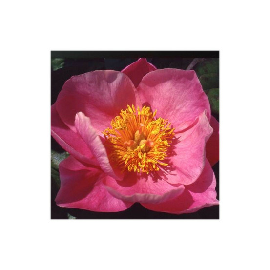 Pivoine herbacée pink chalice pot de 2l - 10/20 cm