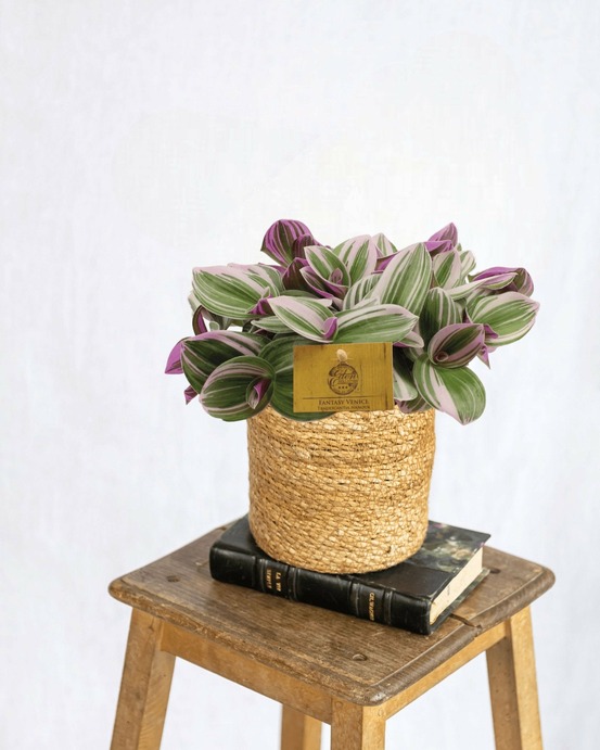 Misère tradescantia nanouk 25cm - plante d'intérieur