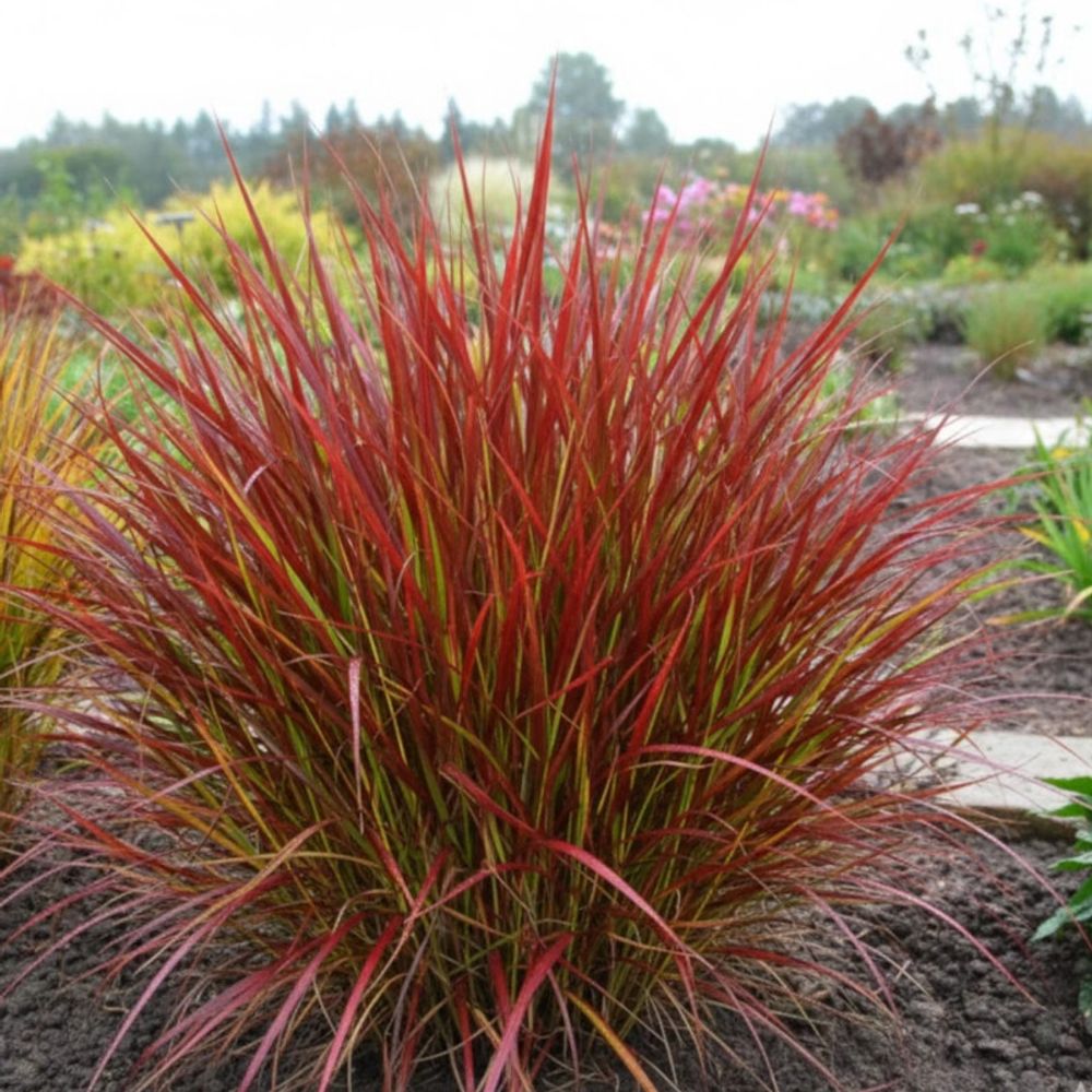 Panic érigé kurt bluemel, panicum lot de 9 godets