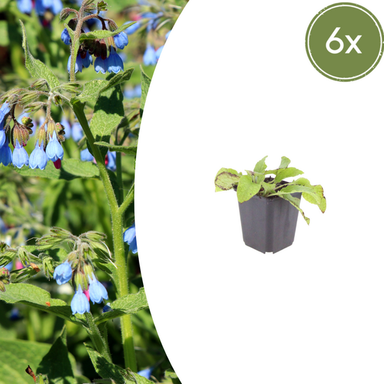Consoude (symphytum grandiflorum) 'wisley blue' - 6