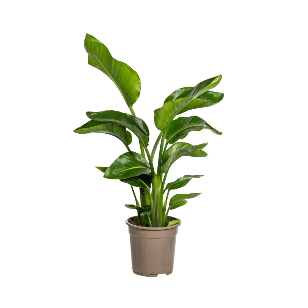 Strelitzia nicolai ø21cm - ↕90 - 110cm - plantes d'intérieur