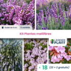 Kit plantes mellifères - 5 variétés - lot de 18 godets