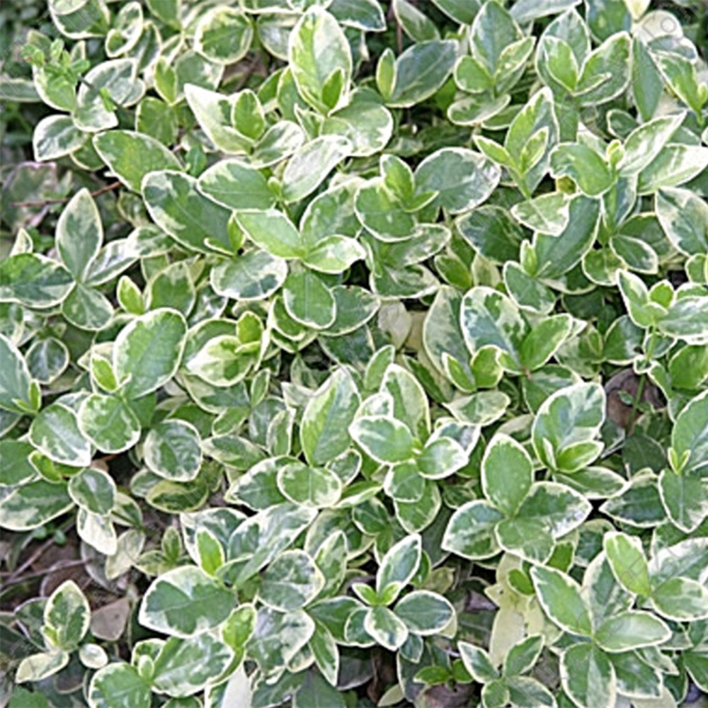 Petite pervenche 'argenteovariegata' godet de 8/9 cm