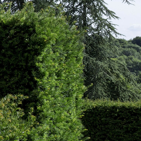If fastigié robusta, taxus pot de 3l - 20/40 cm