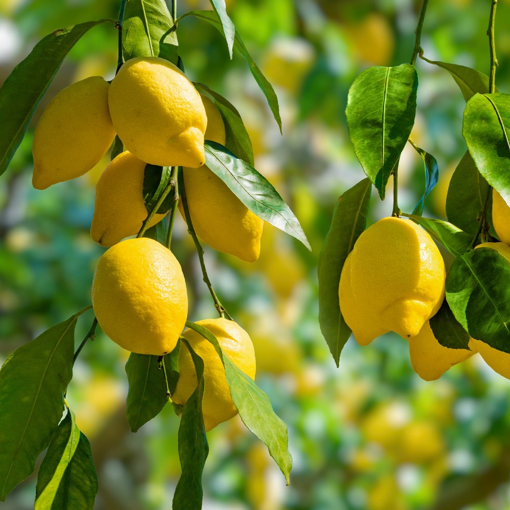 Citronnier - citrus limon - le pot / ø 9cm / hauteur livrée 20-30cm, vendu par lot de 2