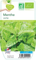 Menthe verte plante ab pot 1l - plant d'aromatique du jardin