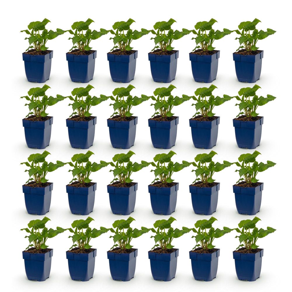 Renouée 'alba' - lot de 24 - pot 11 cm - hauteur 25 cm - plante d'extérieur