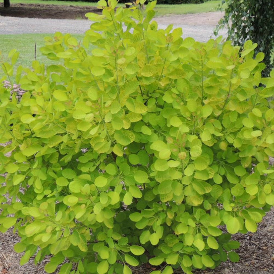 Arbre à perruque doré golden lady® 'mincojau3', cotinus pot de 1,5l - 20/50 cm
