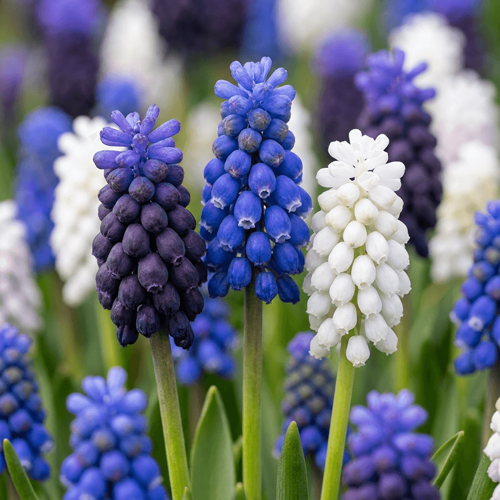Muscari mélange magique (muscari) - calibre 7/8 - 50 bulbes