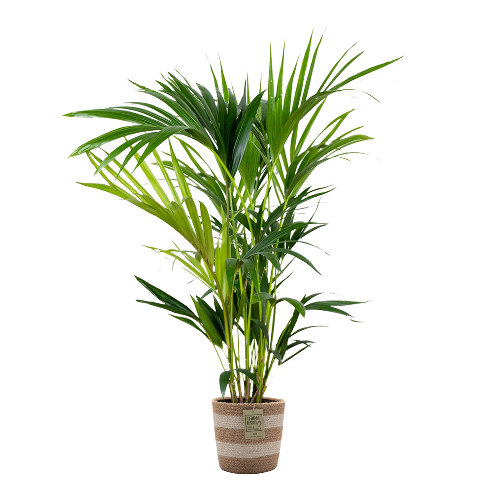Howea forsteriana - palmier kentia - plante d’intérieur - 80-100 cm de haut - panier en jute 19 cm