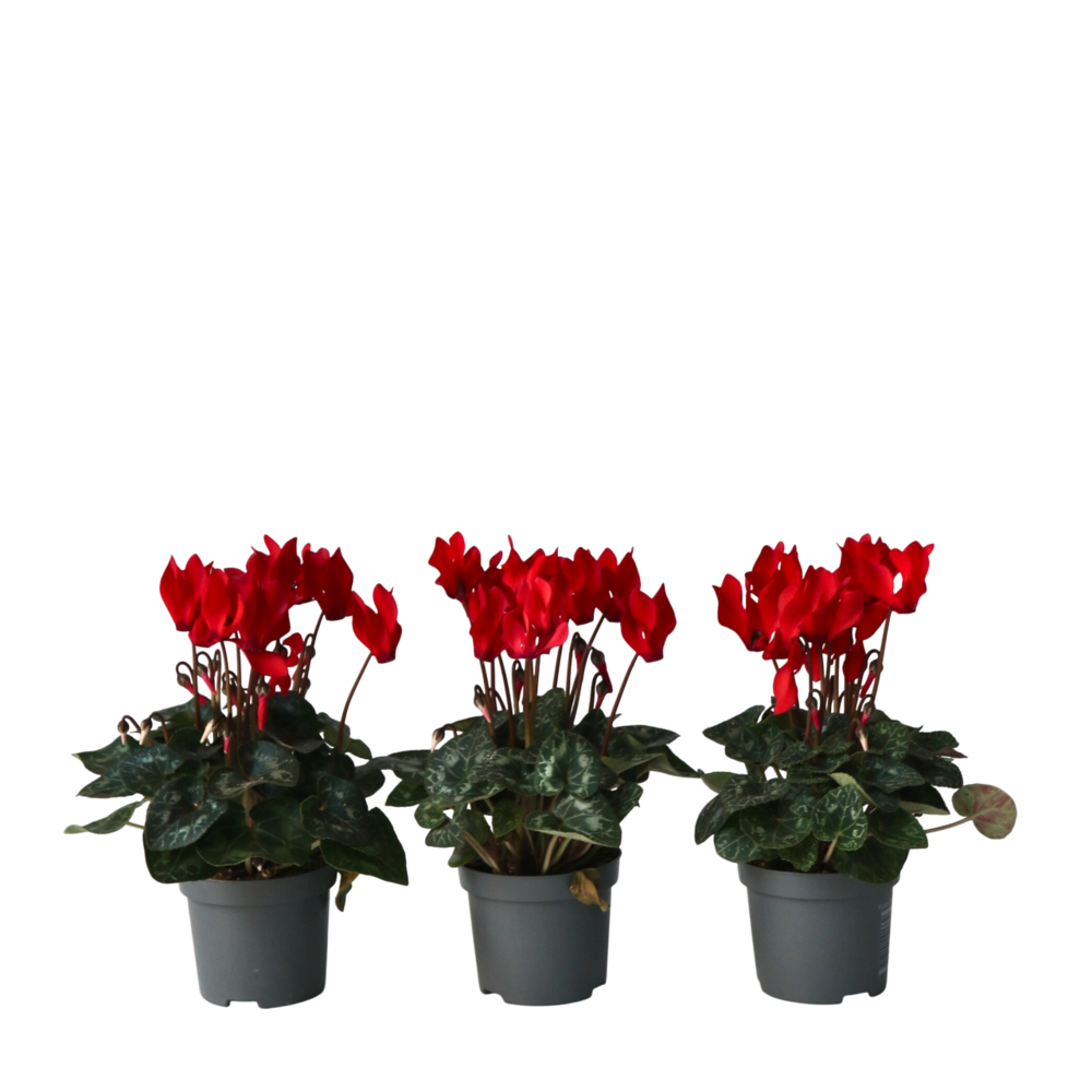 Cyclamen de perse - set de 3 - cyclamen 'winfall scarlet' - h10-20cm - ⌀9cm