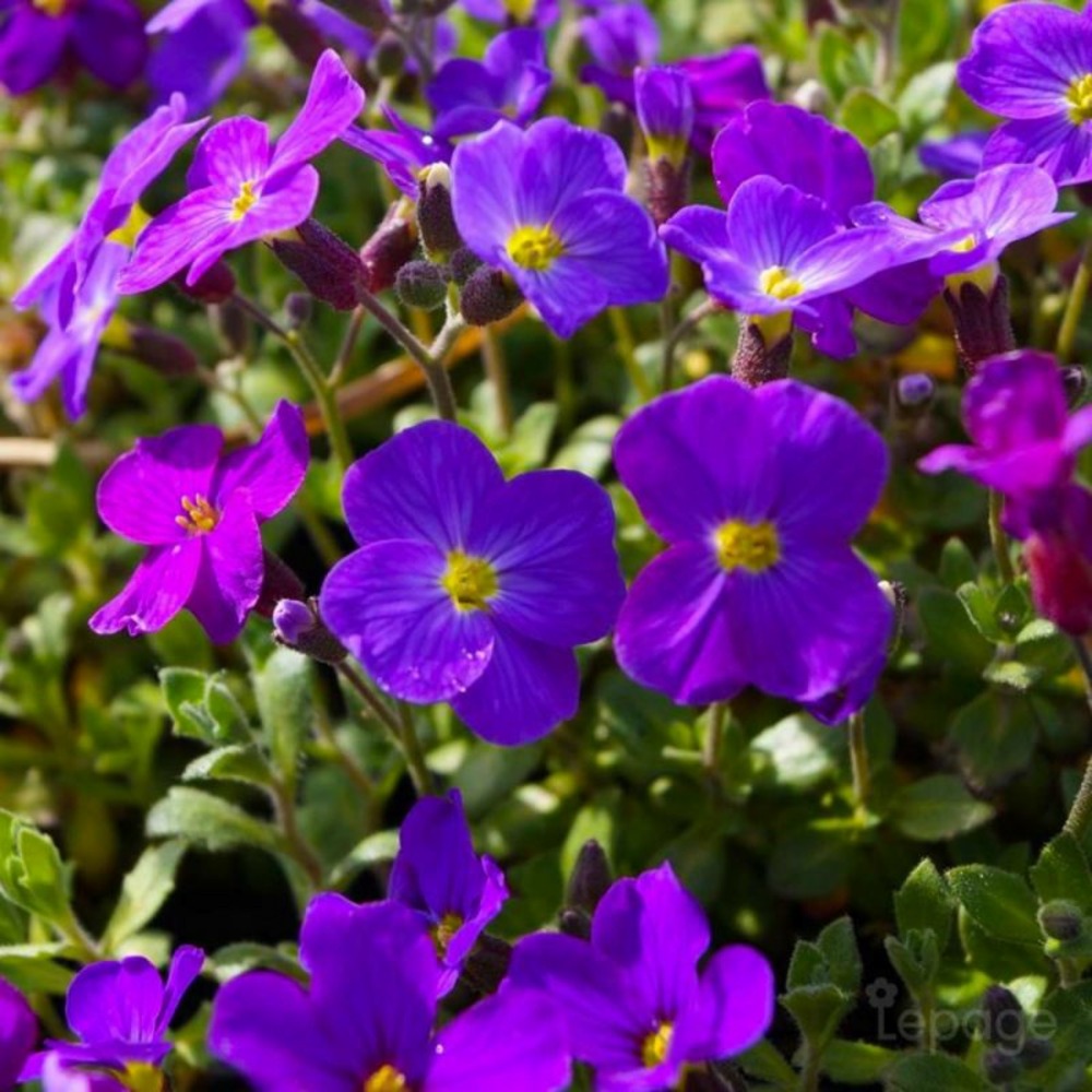 2 AubriÃštes Royal Violet (Aubrieta 'Royal âŠ