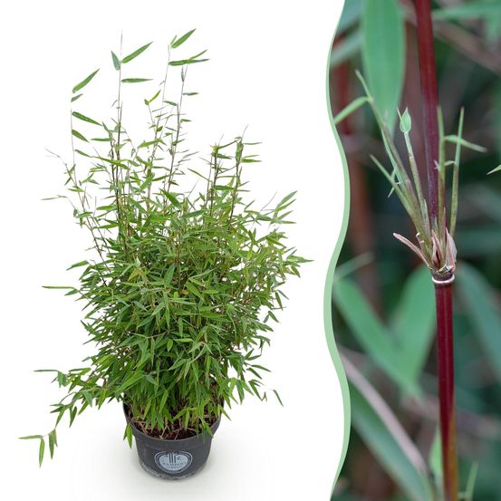 Bambou fargesia red dragon - pot 23 cm - hauteur 80 cm - plante d'extérieur