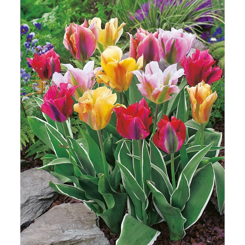 Melange tulipes viridifloras - 10 bulbes
