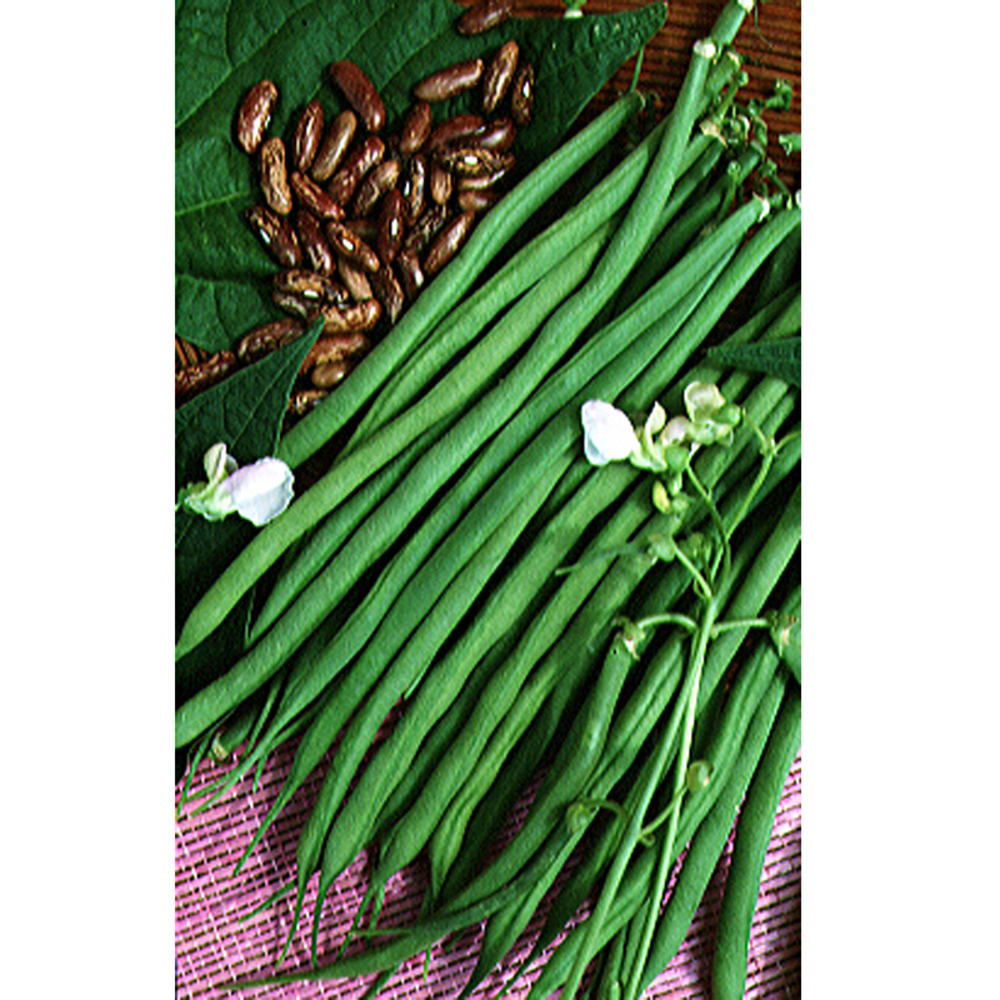 Haricot vert 'fin de bagnols' le sachet de 250 graines environ (100g)