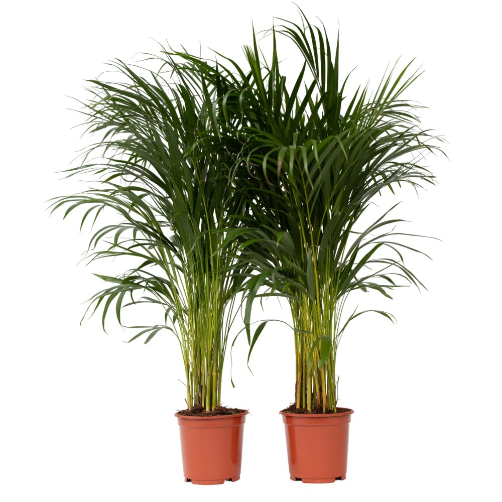 Palmier areca - set de 2 - dypsis lutescens - hauteur 100-120cm - ⌀21cm