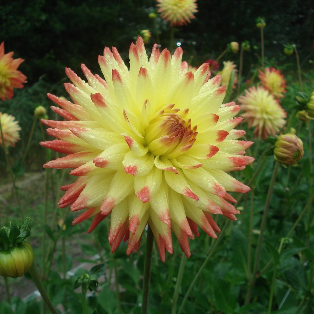 Dahlia gpe décoratif 'isadora' bulbe calibre i