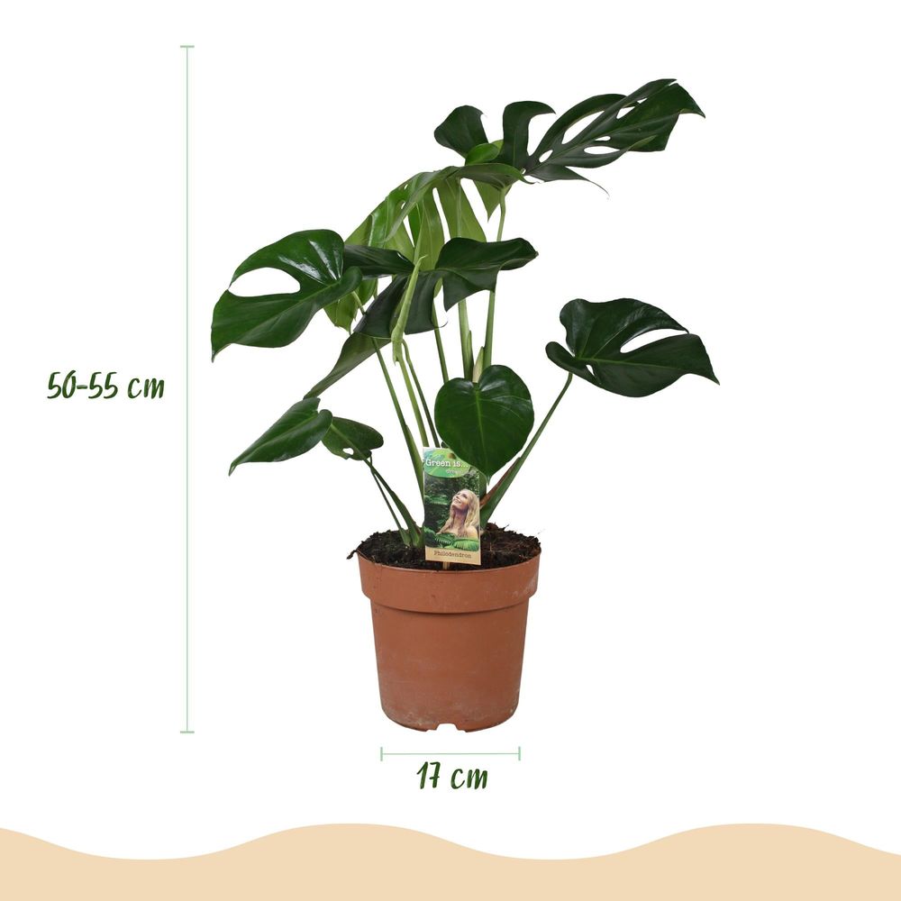 Monstera deliciosa