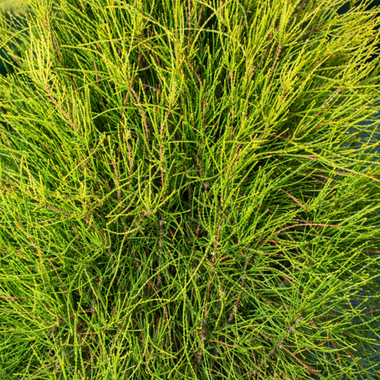 Thuya whipcord - thuja plicata whipcord 30/35cm pot 5l