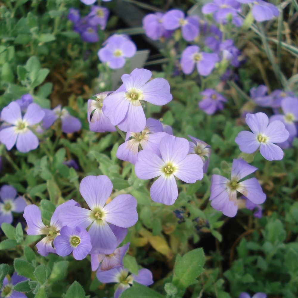 Aubriète 'cascade blue' godet de 8/9 cm