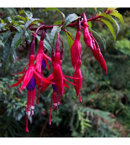 Fuchsia de magellan 'riccartonii' godet de 8/9 cm