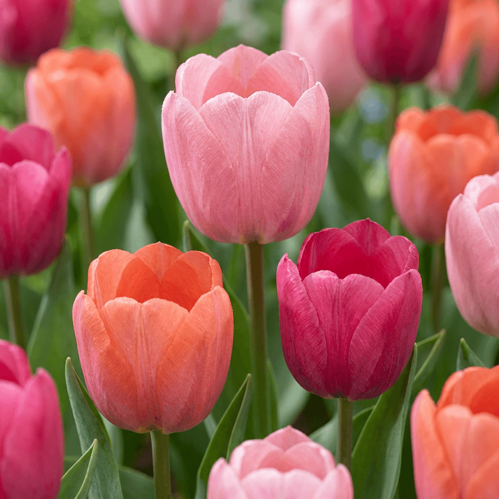 Tulipe 'positive vibe' (tulipa) - floraison printanière - calibre 11/12 - 80 bulbes